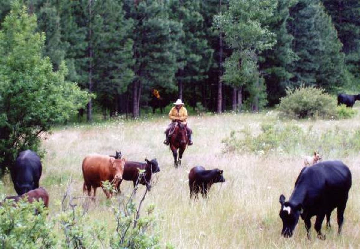 Wildlife habitat, elk range protected near Yakima The SpokesmanReview