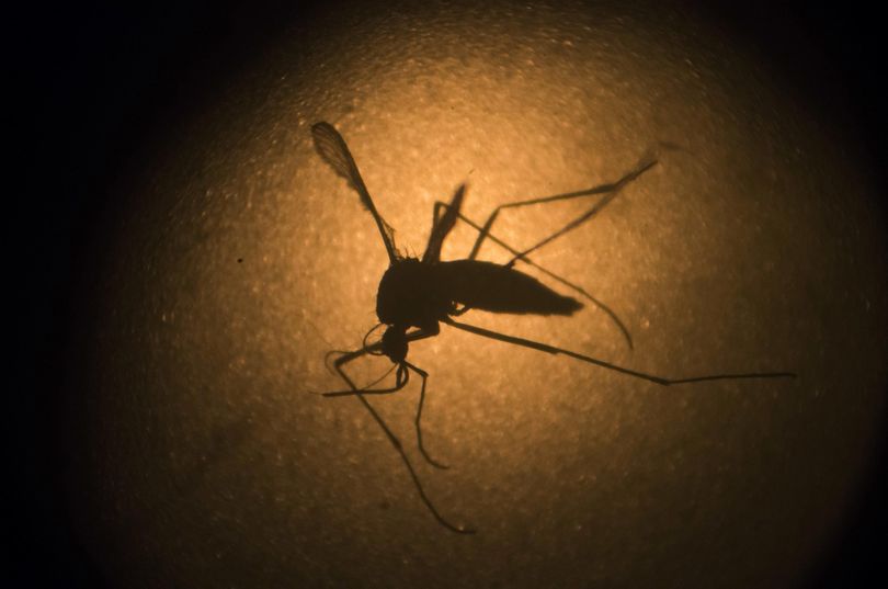 In this Jan. 27, 2016, file photo, a mosquito is photographed. (Felipe Dana / Associated Press)