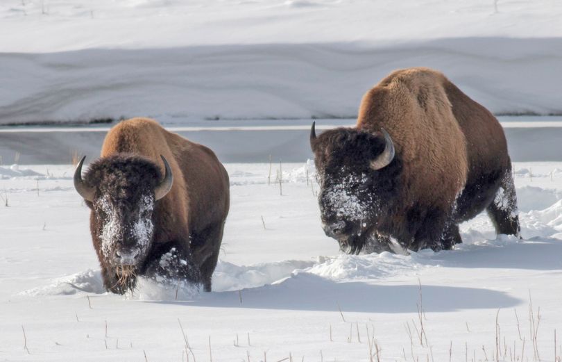 Yellowstone bison forage for grass in the snow near an icy Madison River in Montana. (Associated Press)