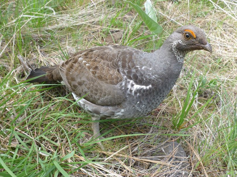 A dusky grouse stands tall to the advances of Washington Department of Fish and Wildlife police officer Curt Wood in Lincoln County. Wood was pecked hard several times as he snapped a few shots of the male grouse that had been displaying and defending its breeding territory. (Washington Fish and Wildlife Department)