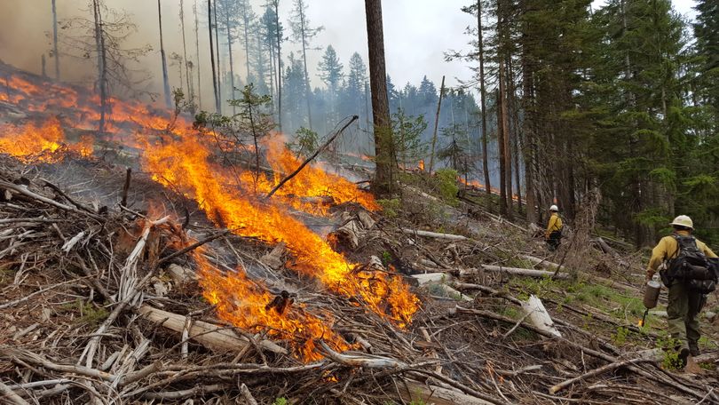 Idaho Panhandle National Forest fire crews set a springtime prescribed burn to reduce fuels that could feed a summer wildfire. The prescribed fire also improves wildlife habitat. (U.S. Forest Service)