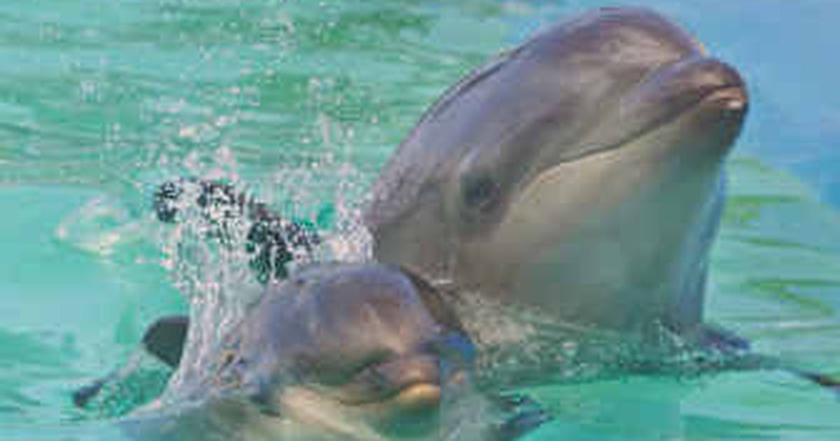 Dolphin whistled to her calf before birth – Times Herald Online