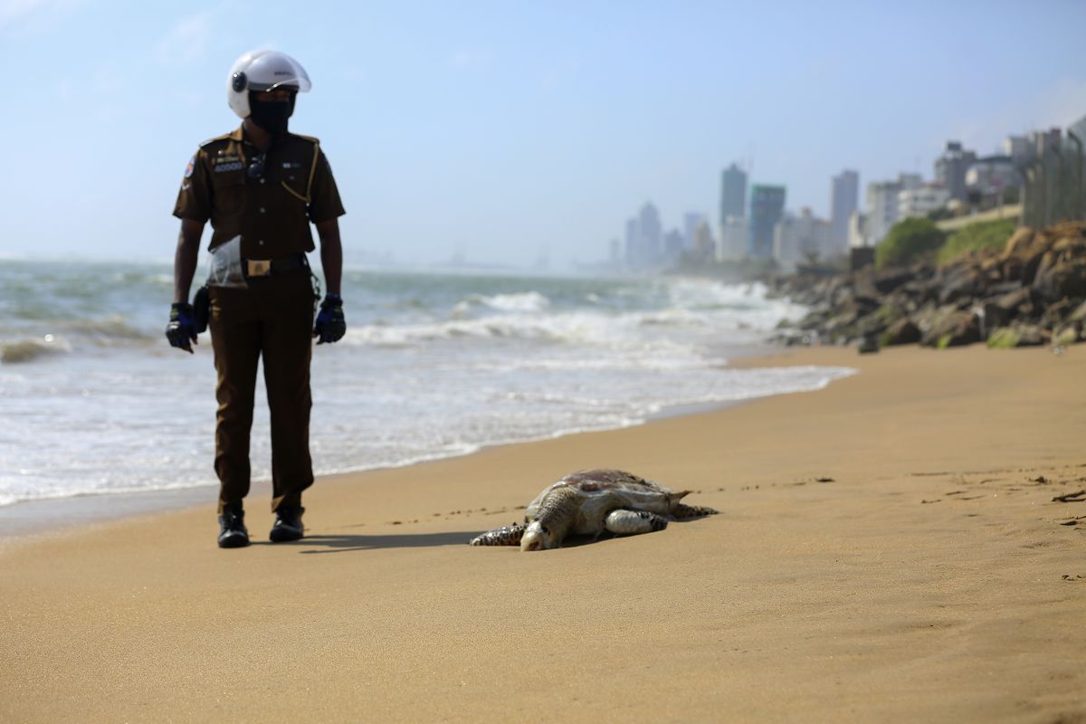 A Sri Lankan policeman looks at a dead turtle that washed ashore in Colombo, Sri Lanka, June 10, 2021. Carcasses of nearly a hundred turtles believed to have been killed due to heat and chemical poisoning from a fire-ravaged ship that sank off while transporting chemicals have been washed to Sri Lanka’s ashore in recent weeks, raising fears of a severe marine disaster.  (Krishan Kariyawasam)