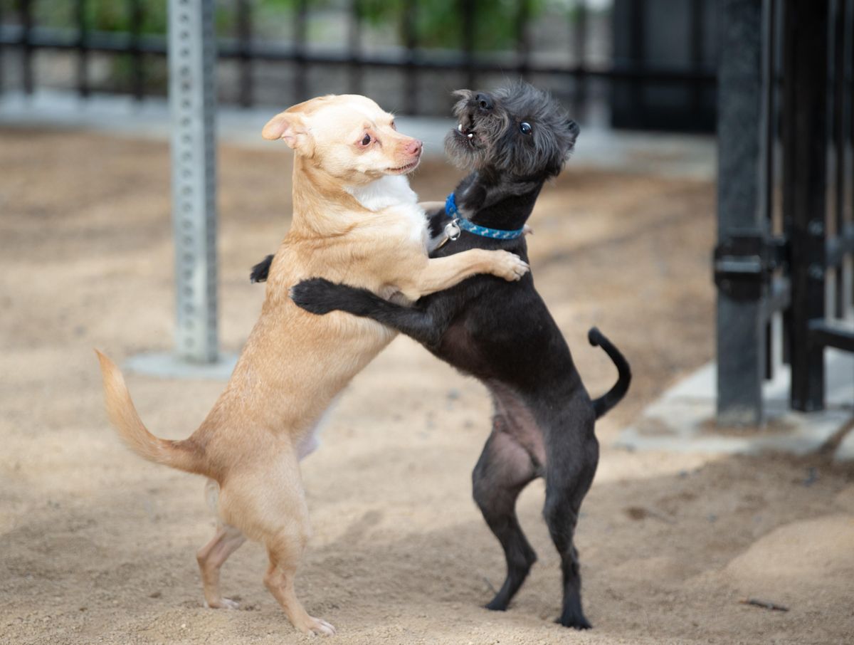 Downtown Spokane dog park May 3, 2019 The SpokesmanReview