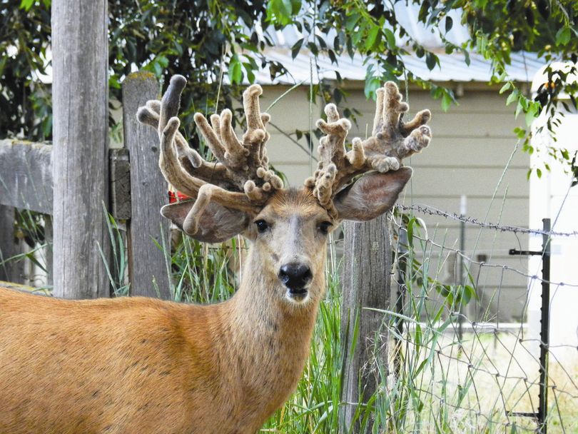 This buck with an unusual rack frequented Lewiston neighborhoods for about five years. 
 (Jim Hood )