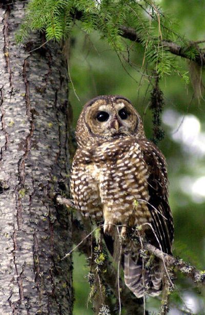 
A northern spotted owl sits on a tree in the Deschutes National Forest near Camp Sherman, Ore.
 (Associated Press / The Spokesman-Review)