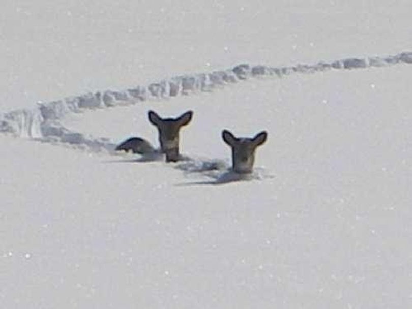 Deer in deep snow. (Courtesy photo)