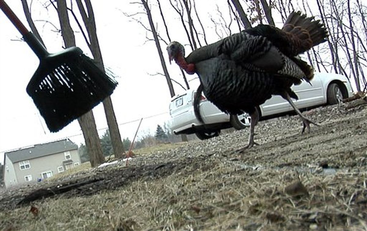 Woman Stalked By Aggressive Turkey | The Spokesman-Review