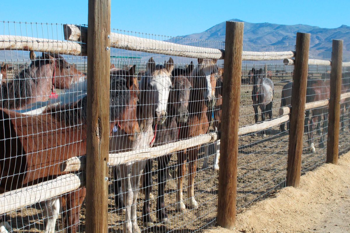 FILE - Horses stand behind a fence at the BLM Palomino Valley holding facility on June 5, 2013, in Palomino Valley, Nev. A federal judge is considering temporarily suspending the capture of wild horses in Nevada where their advocates say the federal government is “needlessly and recklessly” killing free-roaming mustangs in violation of U.S. laws. (Scott Sonner)