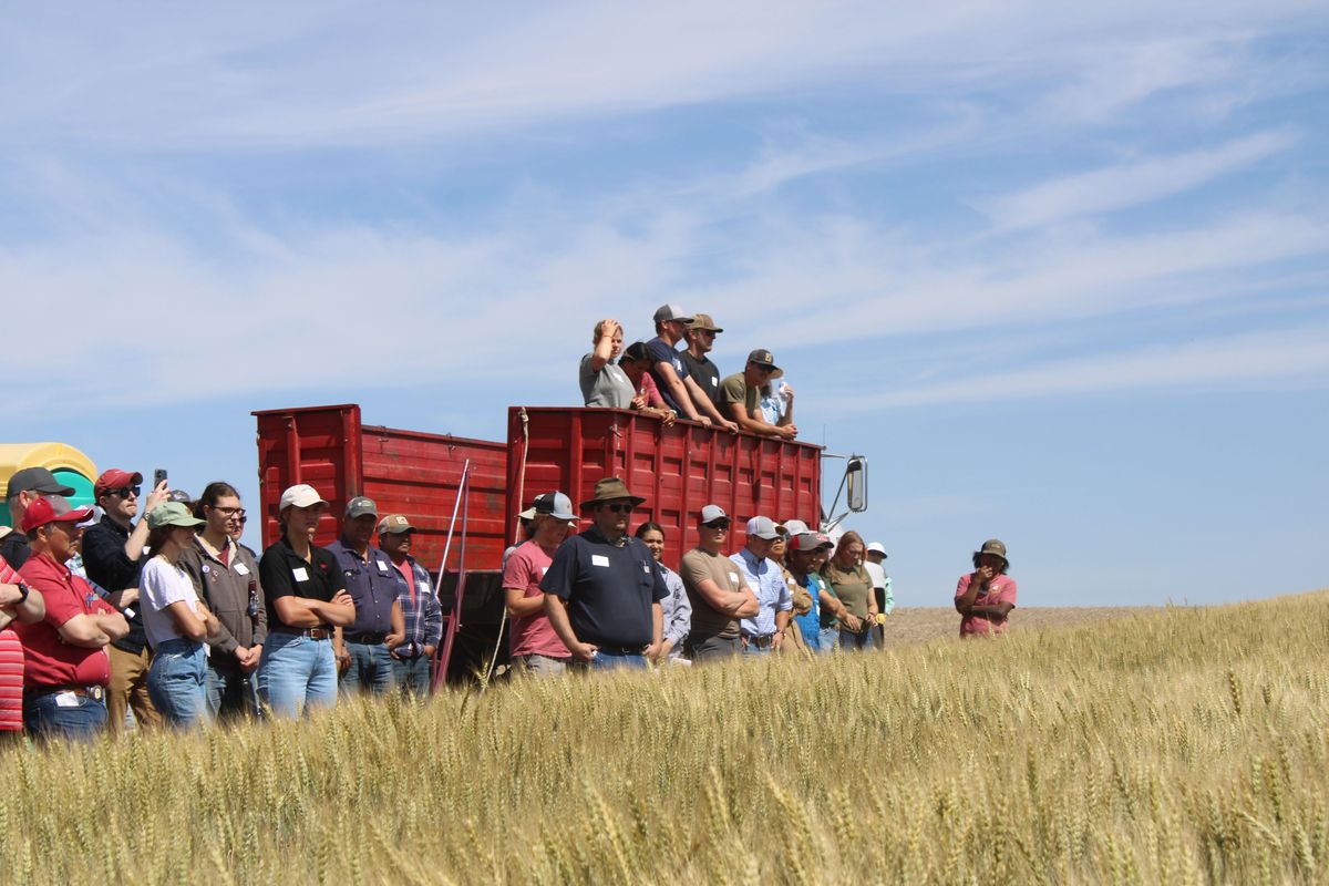 Farmers and experts come together for the 107th annual Field Day on Thursday in Lind, Wash. The group discussed the latest research on new grain varieties and crop rotations. (Monica Carillo-Casas/The Spokesman-Review)