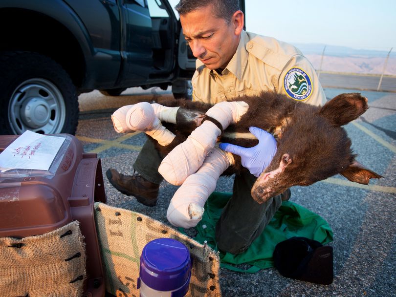 Cinder, a badly burned, 35 pound, female bear cub, is put into a crate by Washington State Fish and Wildlife bear and cougar specialist Rich Beausoleil at Pangborn Memorial Airport in East Wenatchee, Wash., on Monday, Aug. 4, 2014. The cub was flown in a small, private airplane piloted by Bill Inman of Seattle, headed for a wildlife rehabilitation location in Lake Tahoe. The bear was burned recently in a wildfire in the Methow Valley. (Don Seabrook / The Wenatchee World)