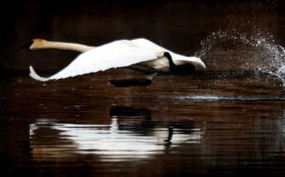 
A trumpeter swan takes off across a pond at Turnbull National Wildlife Refuge near Cheney. 
 (RAJAH BOSE photos / The Spokesman-Review)