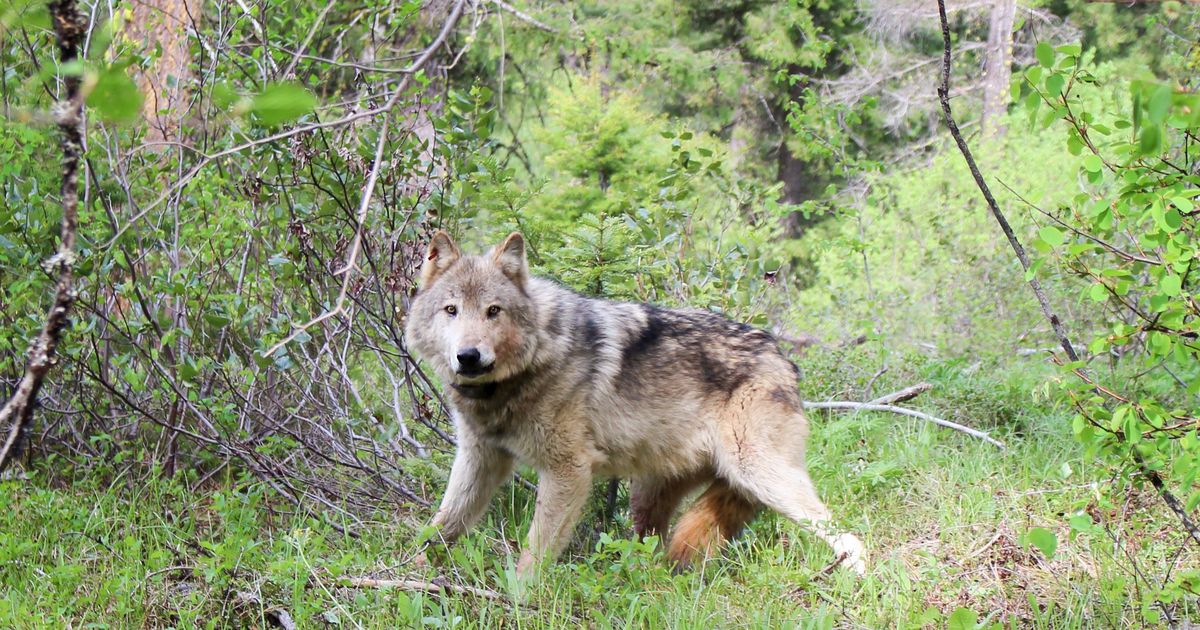 As Washington’s wolf population continues to grow, some wonder when ...