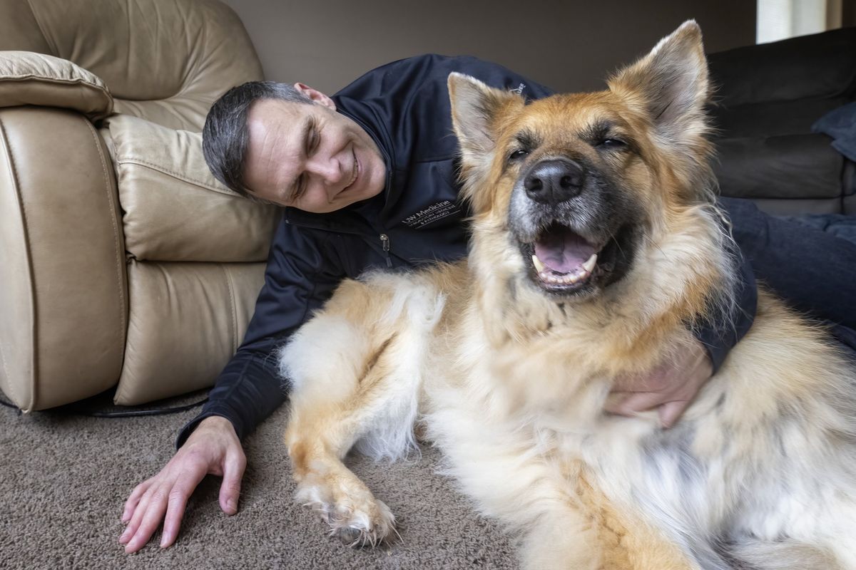 Matt Kaeberlein, co-director of the Dog Aging Project, hangs out with his 11-year-old long haired German shepherd Dobby in his home in North Bend, Wash.  (Ellen M. Banner)