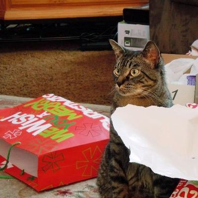 Thor the Christmas Cat