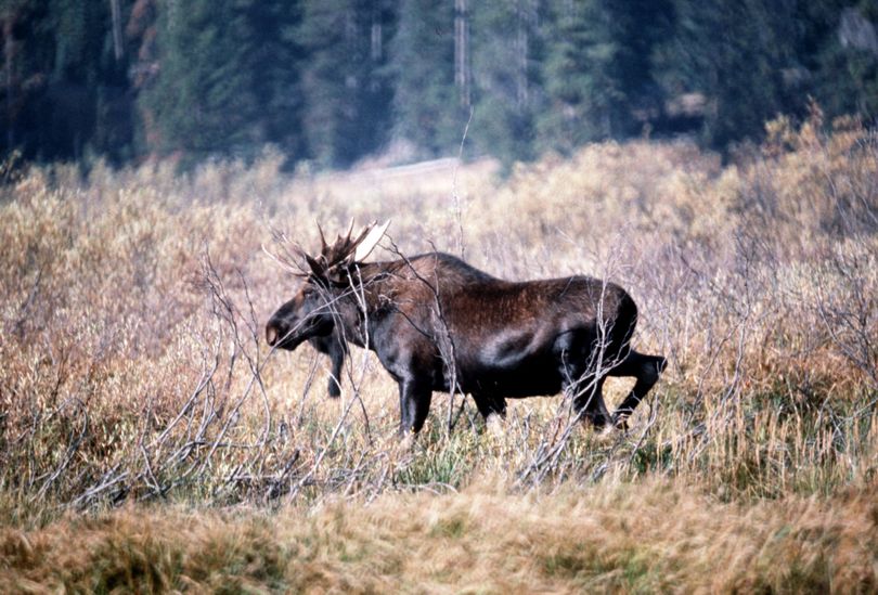 A moose hunting tag raffle will boost local wildlife education.  (File)