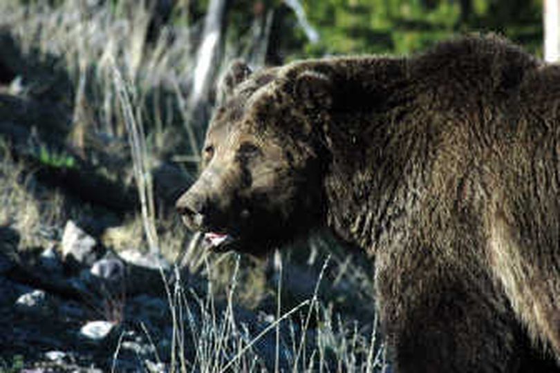 Grizzly bear.
 (The Spokesman-Review)