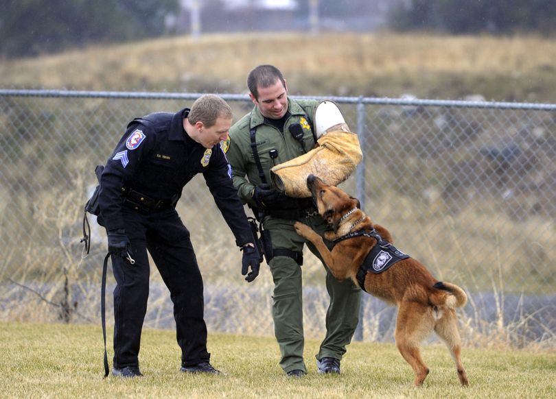 Rico, a Belgian malinois, hangs from the arm of Deputy Nate Nelson of the Kootenai County Sheriff's Office while Rico's human partner, Sgt. Troy Teigen, left, of the Spokane Police Department tries to get the dog to disengage Wednesday, Jan. 13, 2010. Rico was demonstrating his training for the media. (Jesse Tinsley / The Spokesman-Review)