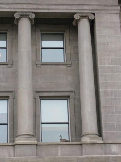 Canada goose nestles on a window ledge at the Idaho state Capitol (Betsy Z. Russell)