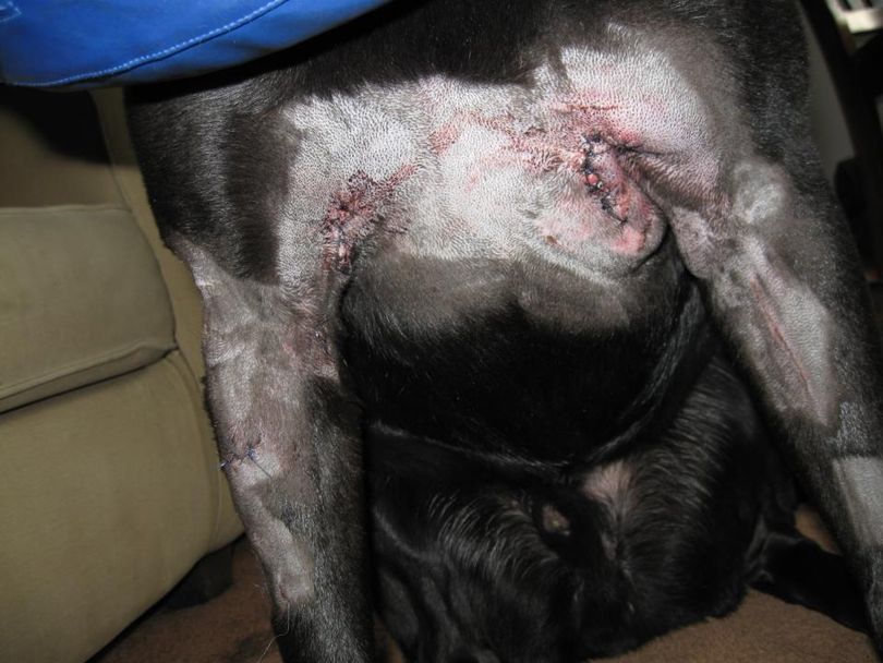 Stitches were required to seal wounds this 65-pound Labrador retriever suffered from an attach by coyotes on the South Hill Bluff trails on April 26, 2012.  