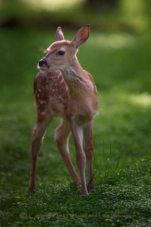 White-tailed deer fawn in mid-June. (Jaimie Johnson)