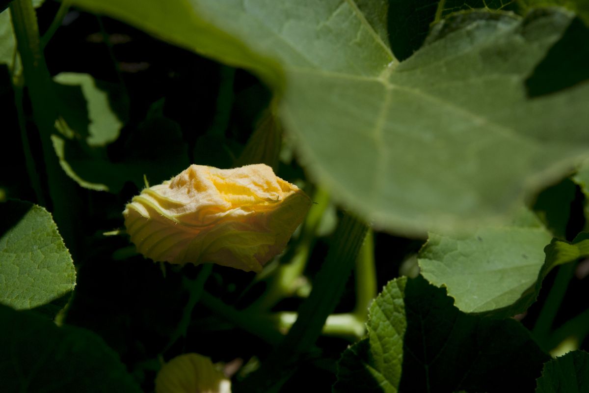 A squash plant blooms in the Scarborough vegetable garden in Coeur d’Alene.