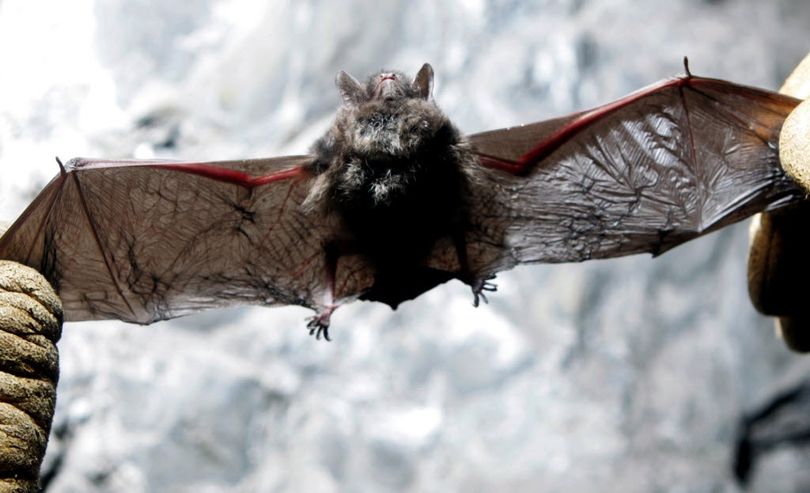 This dead Indiana bat, found in an abandoned mine in Rosendale, N.Y., died of white-nose syndrome. (Associated Press)