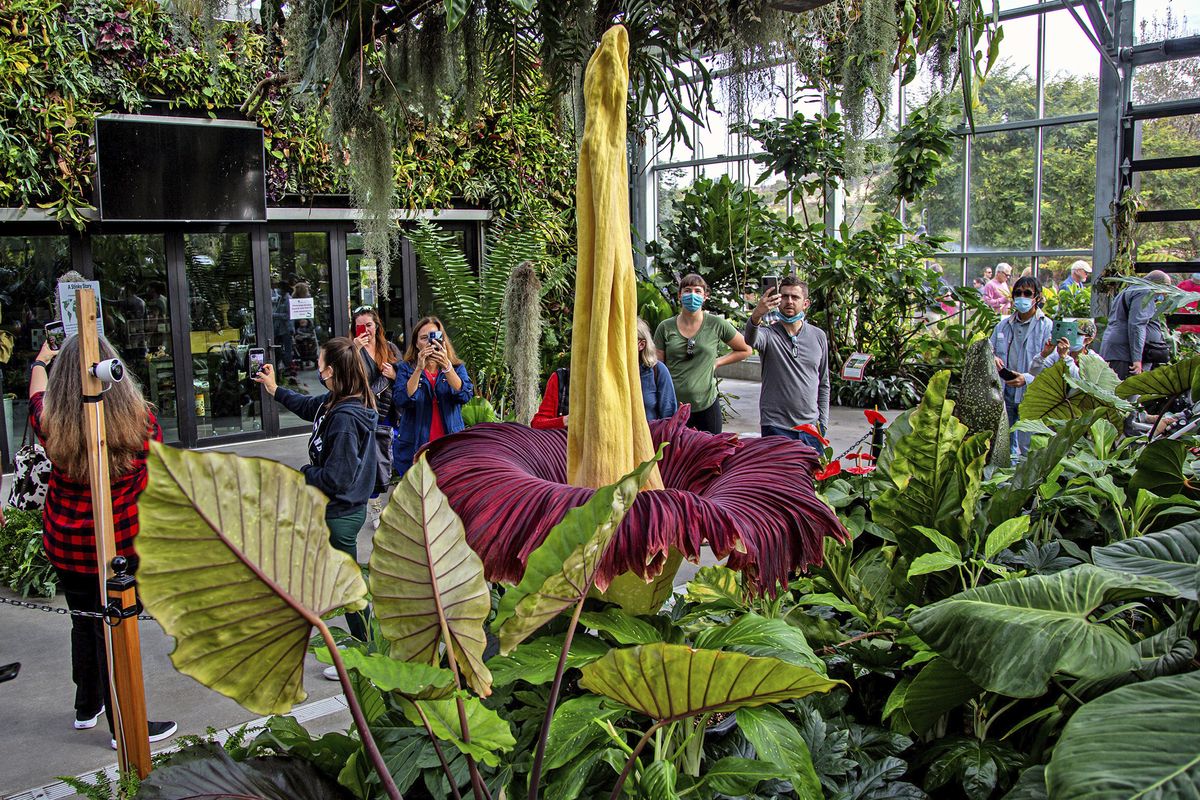 People get a look at the rare Amorphophallus titanum, better known as the corpse plant, at the San Diego Botanic Gardens in Encinitas, Calif., on Monday, Nov. 1, 2021. The bloom of a giant stinky Sumatran flower has drawn crowds to a Southern California garden. The bloom of the plant began Sunday afternoon and by Monday morning timed-entry tickets had sold out, The San Diego Union-Tribune reported.  (Jarrod Valliere)