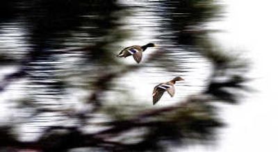 Hunters must know the species (mallards) and the sex (male above, female below) before shooting.
(File / The Spokesman-Review)