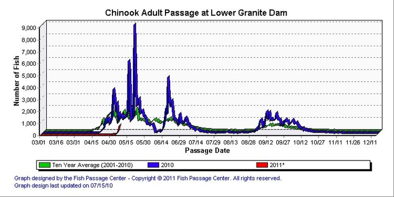 The 2011 run of spring chinook salmon is just beginning its surge over Lower Granite Dam. (Fish Passage Center)