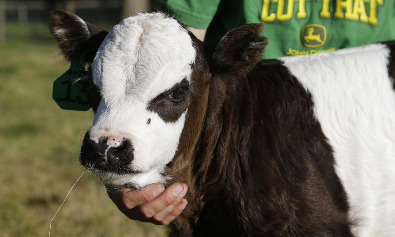 Bamboozled? John Bartheld holds Peanut, a miniature panda cow, Thursday on his farm in Roy, Wash. Bartheld has been breeding miniature cows on his farm for seven years, hoping to re-create black and white markings in the pattern of a panda to make a “panda cow.” He succeeded on June 28 when Peanut was born. (Associated Press)