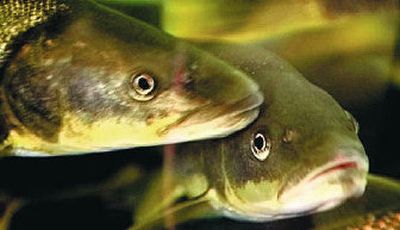 Northern pikeminnows are targeted in a BPA program to reduce predation on endangered salmon.
(Associated Press / The Spokesman-Review)