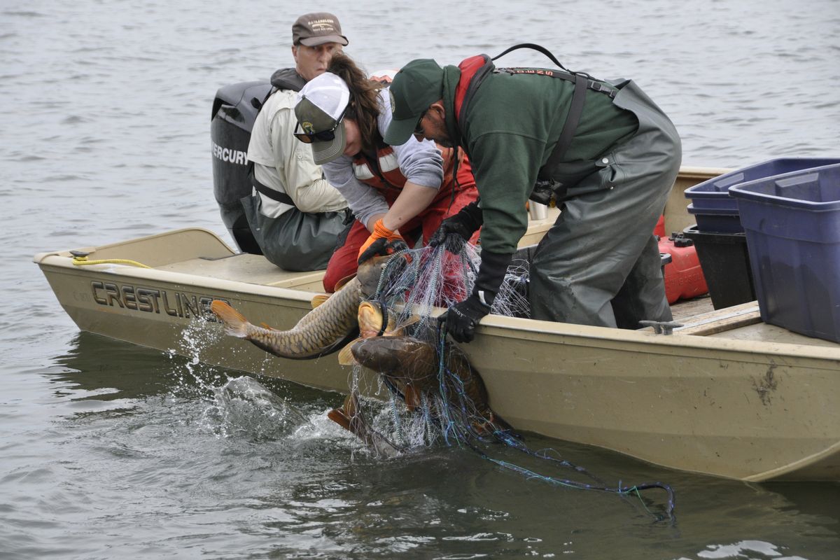 A gillnet filled with 35 carp is retrieved by workers with Avista, Washington Department of Fish and Wildlife and University of Idaho during a carp reduction project in Lake Spokane.    (Rich Landers)