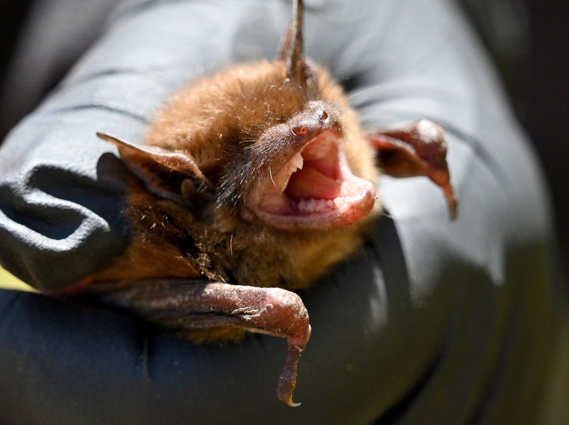 Concert attendees may have been exposed to rabid bats, Illinois health ...