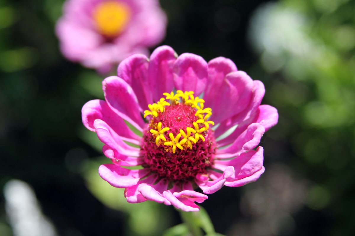 Zinnias make excellent cut flowers because they come in bright colors and are long lasting. California Giant is shown here. (Susan Mulvihill)