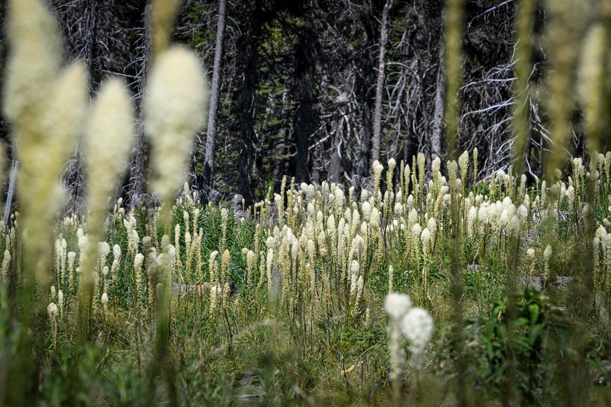 Thousands of bear grass blossoms stand on Wednesday on the open ski slopes of Mount Spokane State Park. Though the flowers are not rare, the park has had a bounty of the tall stalk flowers, which can take up to five years to blossom once they establish themselves.  (Jesse Tinsley/THE SPOKESMAN-REVIEW)