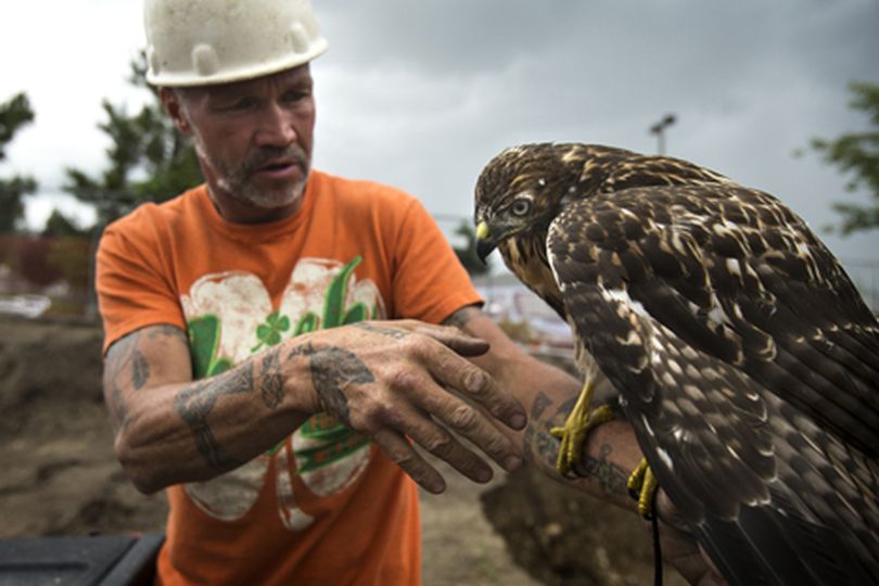 Ken Ryan extends his hand to an orphaned hawk that he took in around four months ago. Ryan named the hawk Accipiter and has been caring for it at his home in Newman Lake. (Gabe Green/press)