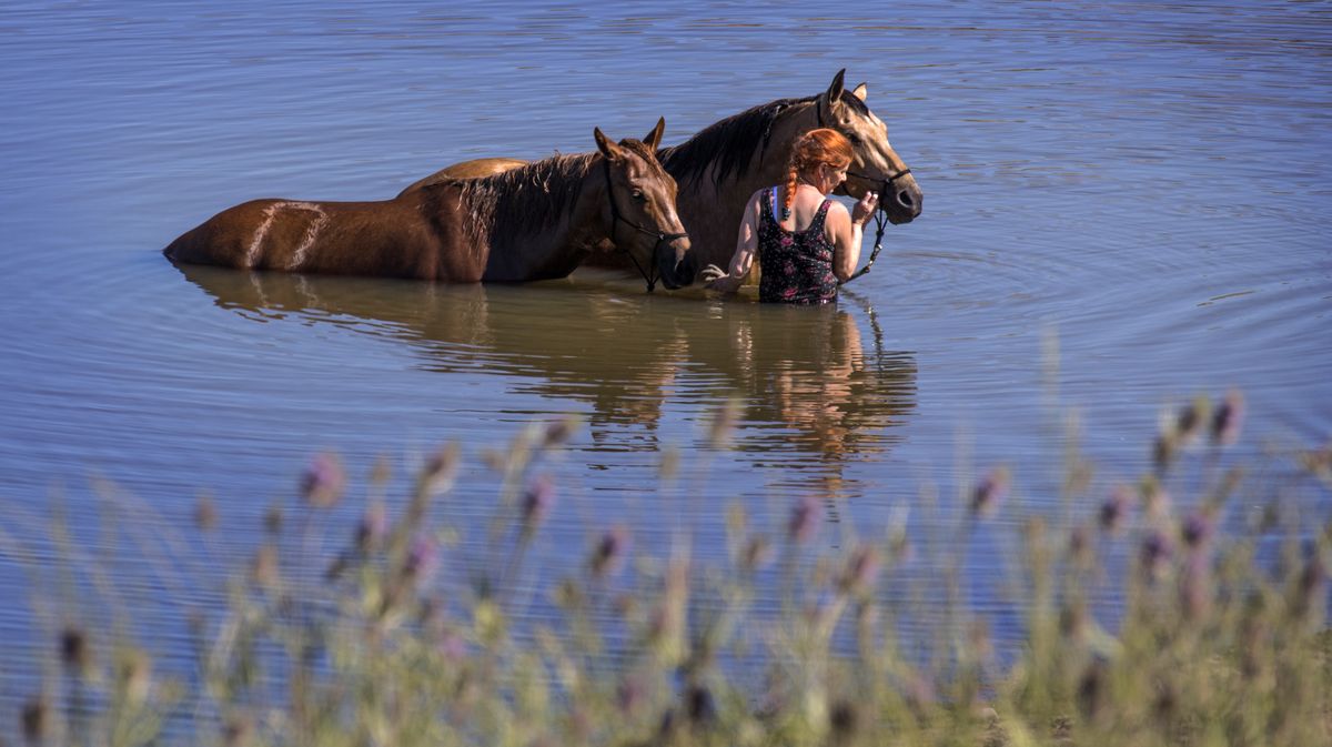 Brandy Garner wades in the water with her horses Rusty and Cima at Bennington Lake in Walla Walla for a cooling dip on July 12, 2019.  (Greg Lehman/Associated Press)