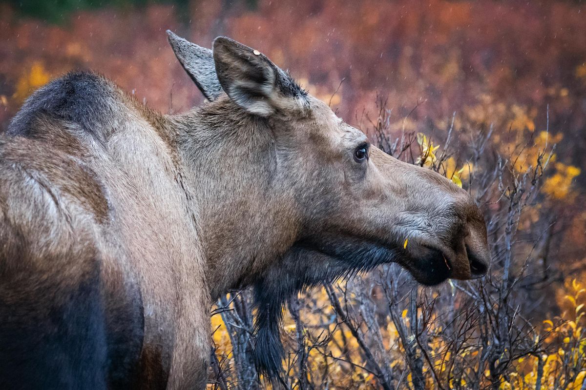 A cow moose grazes on the tundra in the rain on Sept. 17, 2018. (Joanie Christian / Courtesy)