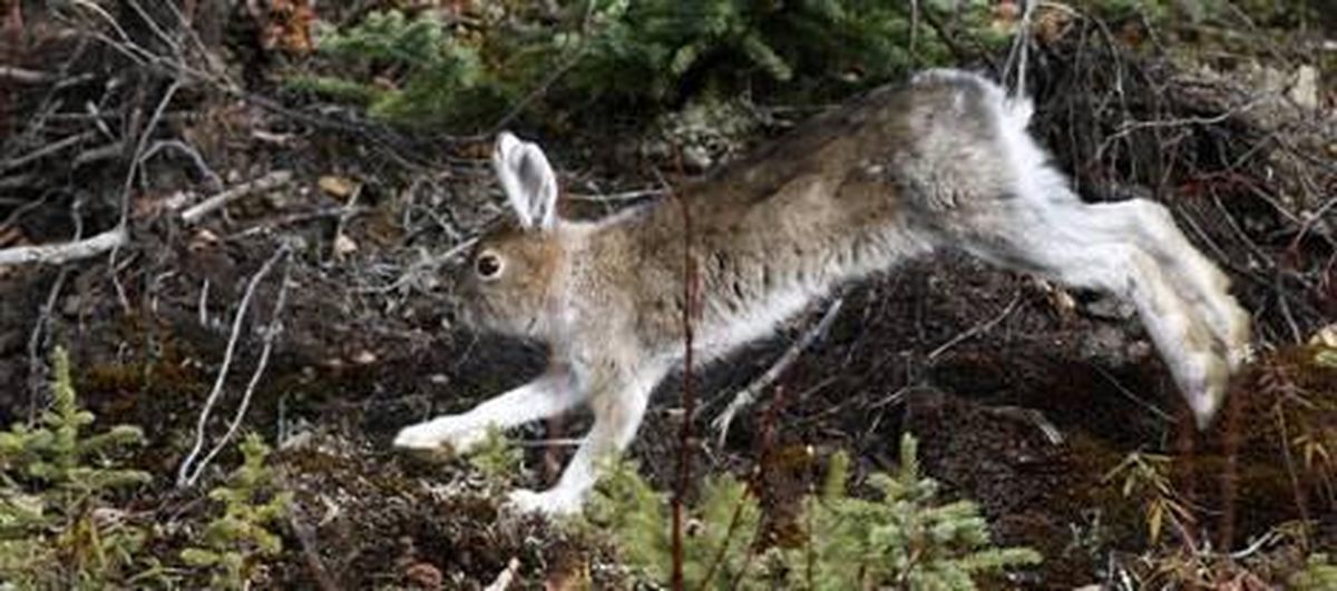 Snowshoe hare. (SAM FRIEDMAN/ FAIRBANKS DAILY NEWS-MINER)
