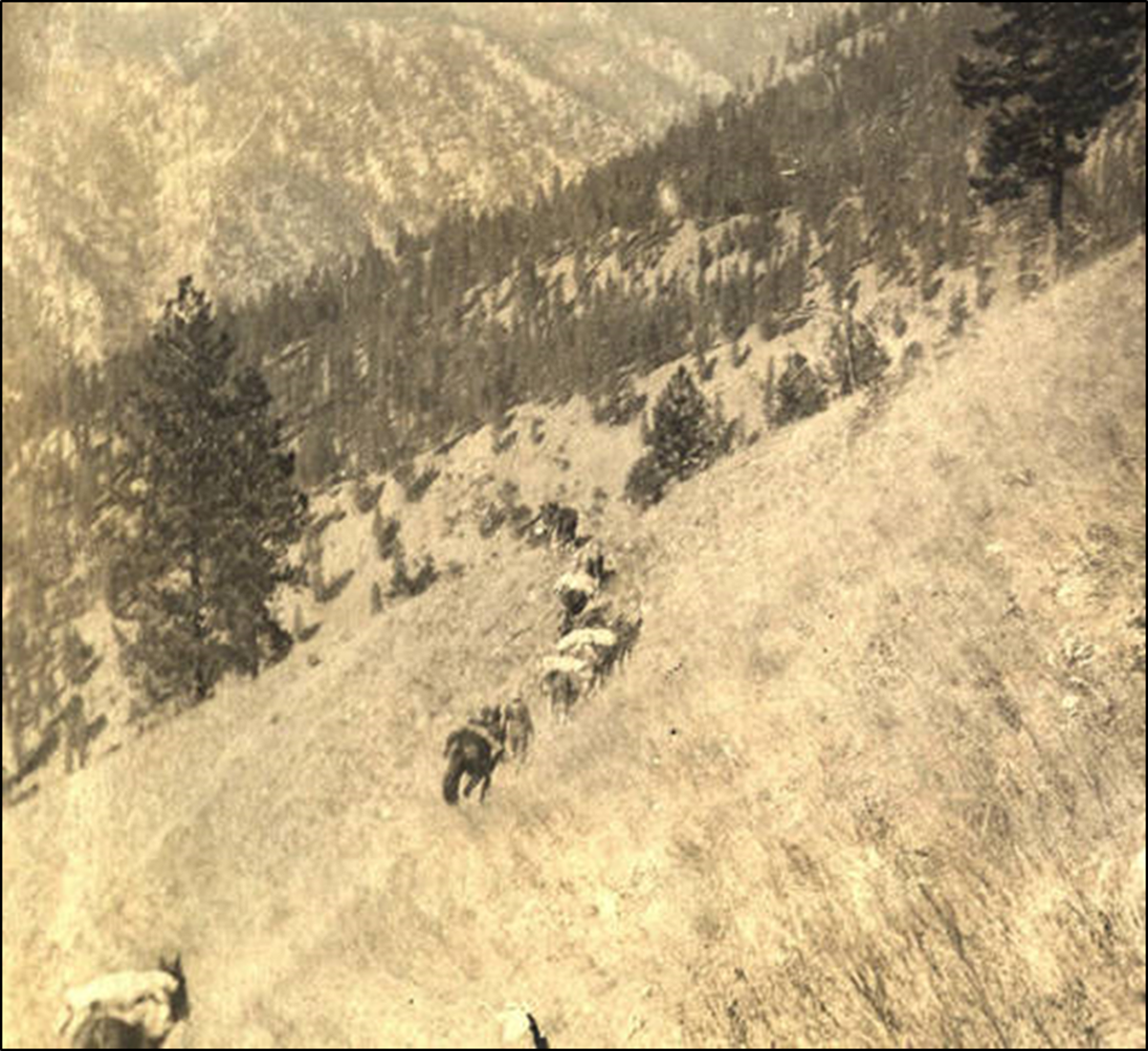 This 1903 photo shows a pack string on a slope near Campbell’s Ferry where the Three Blaze Trail would have been constructed.  (COURTESY OF THE PAYETTE NATIONAL FOREST HERITAGE PROGRAM)