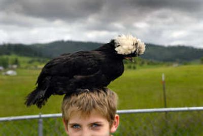 
Chad Phillipy has a white-crested chicken on his mind at the ACS Ponies and Petting Farm. 
 (Brian Plonka / The Spokesman-Review)