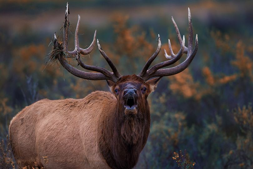 Bull elk bugling. (Jaime Johnson)