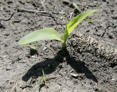 A corn plant grows in a field near Ankeny, Iowa, on Thursday. The USDA is forecasting a record corn crop this year. (Associated Press)