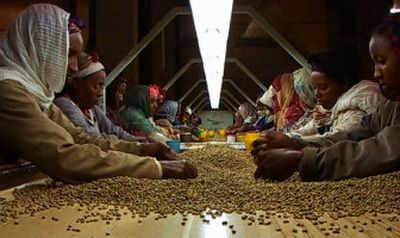 
In this promotional photo released by Speak-It/Fulcrum Productions, workers sort coffee beans in a scene from the documentary 