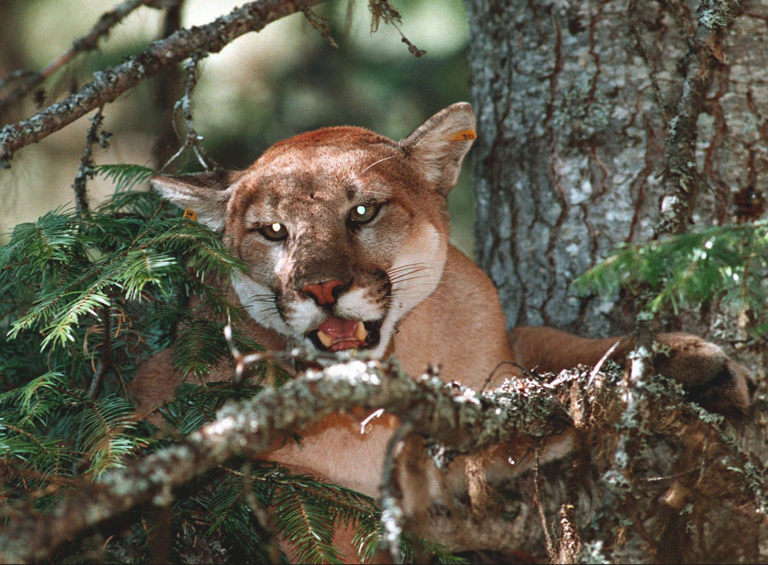 Cougar country - April 13, 2019 | The Spokesman-Review