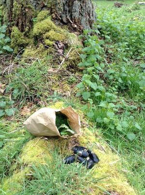 Foraging on San Juan Island produces a bag of stinging nettles and fresh mussels. Yum. (Hillary Landers)