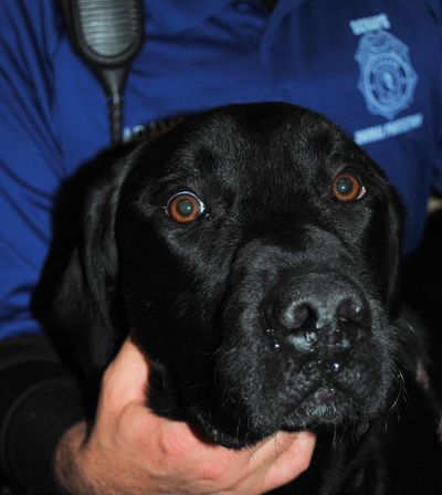 Newman, a black lab, fell into Newman Lake and was rescued by people nearby. Now SCRAPS is looking for information on its owner. (SCRAPS)