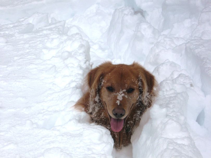 Keith Wakefield's dog found himself neck deep in snow during Wakefield's ski tour in the Kettle Range on Jan. 25, 2012, to test avalanche conditions.  Results:  Danger is high. (Keith Wakefield)