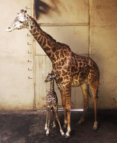 This Monday photo provided by the Santa Barbara Zoo shows a newborn baby giraffe and its mother, Audrey, in Santa Barbara, Calif. (Santa Barbara Zoo / Associated Press)